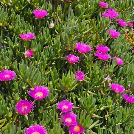 Arillas Peacefull * 阿里拉斯